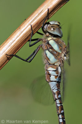 Migrant hawker (Aeshna mixta)