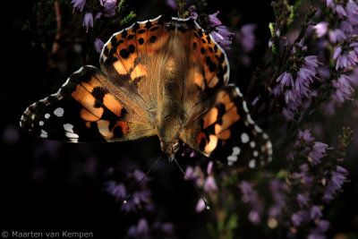 Painted lady (Vanessa cardui)