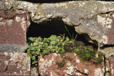 Wall speedwell (Veronica arvensis)