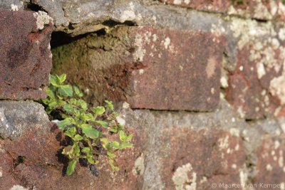 Wall speedwell (Veronica arvensis)