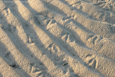 Gull's footprints