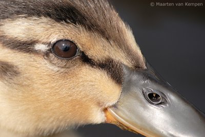 Mallard (Anas platyrhynchos)