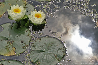 White lotus <BR>(Nymphaea alba)