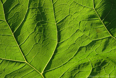 Backlit leaf