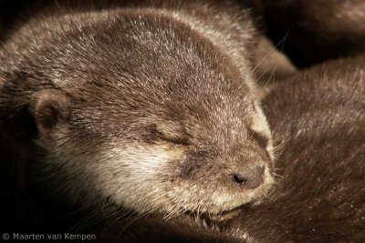 Small-clawed otter (Aonyx cinerea)