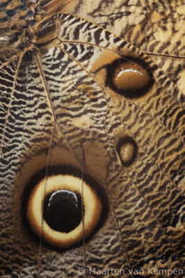 Owl butterfly (Caligo memnon)