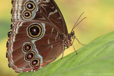 Peleides blue morpho (Morpho peleides)