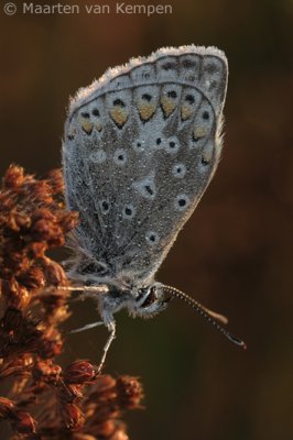 Common blue (Polymmatus icarus)