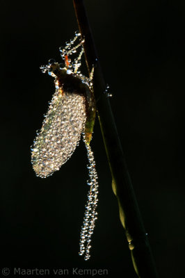 Mayfly (Ephemera spec.)