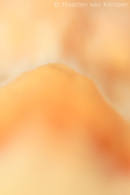 Chicken of the woods (Laetiporus sulphureus)