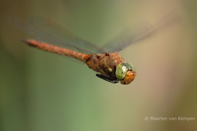 Norfolk hawker (Aeshna isoceles)