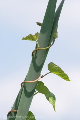Hedge bindweed (Calystegia sepium)