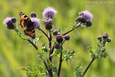 Small turtoiseshell (Aglais urticae)