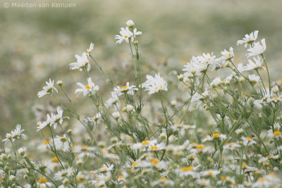 Wild chamomile (Matricaria recutita)