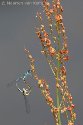 Common blue damselfly  (Enallagma cyatigerum)