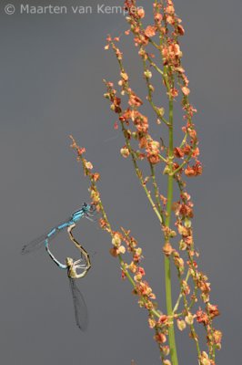 Common blue damselfly (Enallagma cyatigerum)