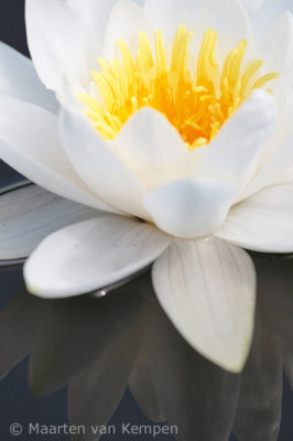 White lotus (Nymphaea alba)