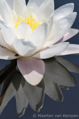 White lotus (Nymphaea alba)