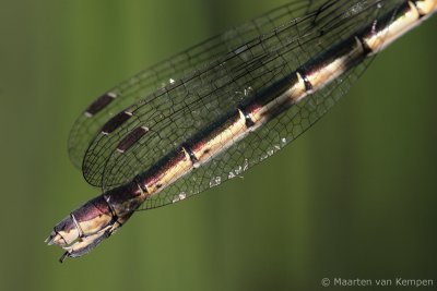 Emerald damselfly (Lestes sponsa)