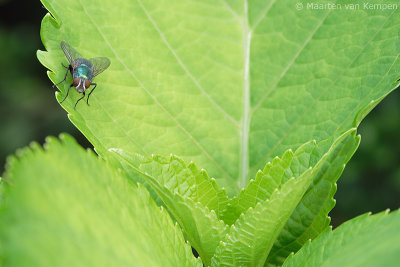 Green bottle fly Lucilia caesar