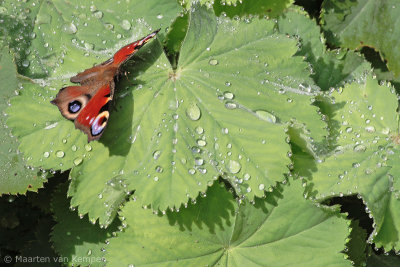 Peacock butterfly (Inachis io)