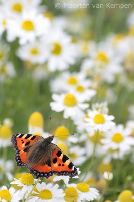 Small turtoiseshell (Aglais urticae)