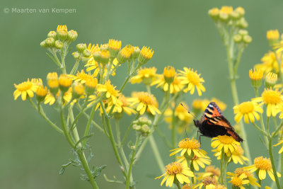 Small turtoiseshell (Aglais urticae)