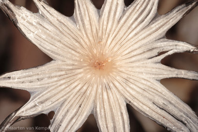 Haresfoot inkcap (Coprinus lagopus)