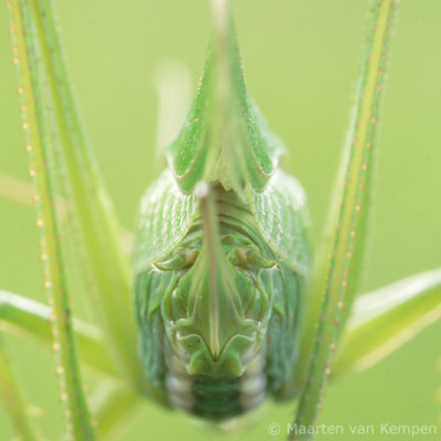 Great green bush cricket (Tettigonia viridissima)