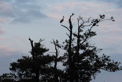 White stork (Ciconia ciconia)