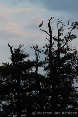 White stork (Ciconia ciconia)