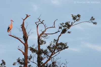 White stork (Ciconia ciconia)