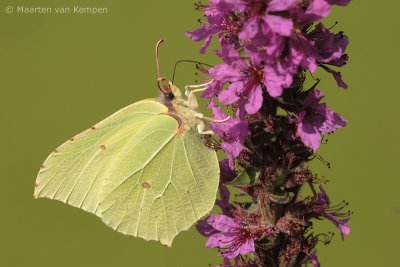 Brimstone (Gonepteryx rhamni)