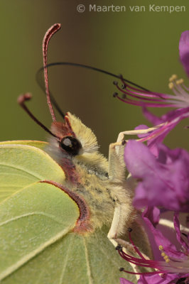 Brimstone (Gonepteryx rhamni)