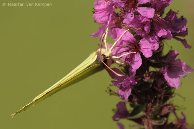 Brimstone (Gonepteryx rhamni)