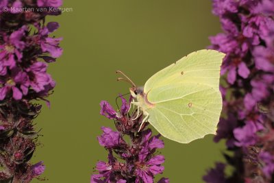 Brimstone (Gonepteryx rhamni)