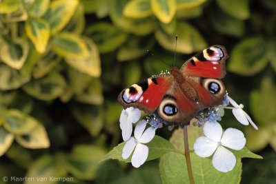 Peacock butterfly (Inachis io)