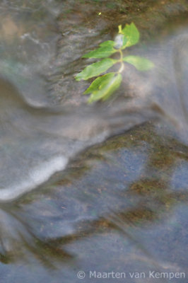 Drowned leaf
