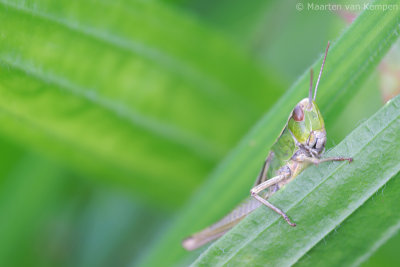 Common grasshopper (Chorthippus spec)