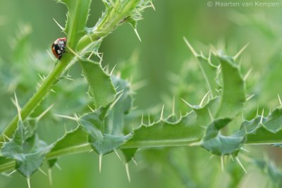 7-spotted ladybird (Coc-cinella septempunctata)