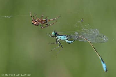 Garden spider (Araneus diadematus)