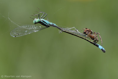 Garden spider (Araneus diadematus)