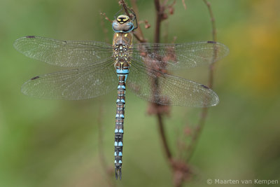 Migrant hawker (Aeshna mixta)