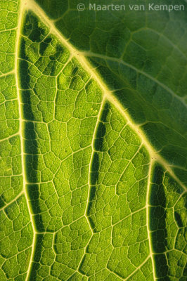 Backlit leaf