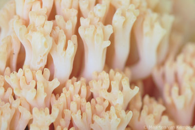 Upright coral