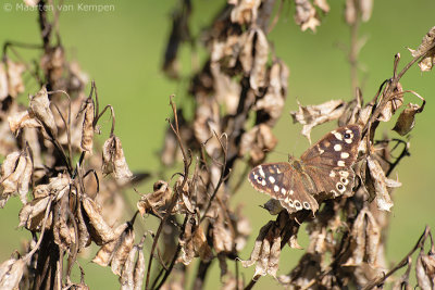 Speckled wood (Pararge aegeria)