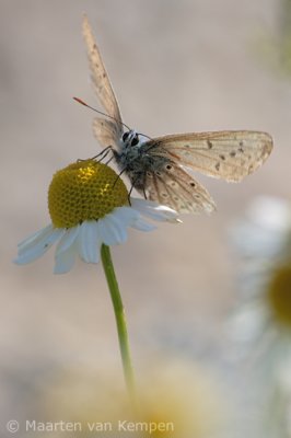 Common blue (Polymmatus icarus)