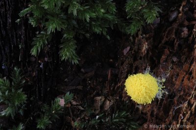 Scrambled-egg slime mold<BR> (Fulico septica)