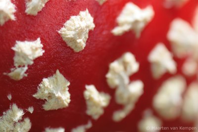 Fly agaric (Amanita muscaria)