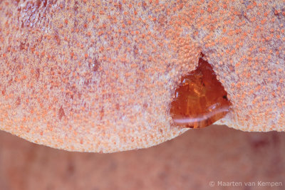 Beefsteak fungus (Fistulina hepatica)